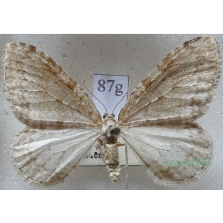 Epirrita dilutata (Denis & Schiffermüller, 1775) Paśnik rozmytek Czech87g